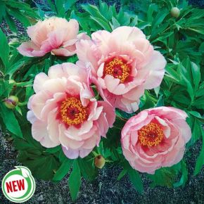 Berry Berry Fine Itoh Peony